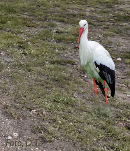Storch auf Wiese
