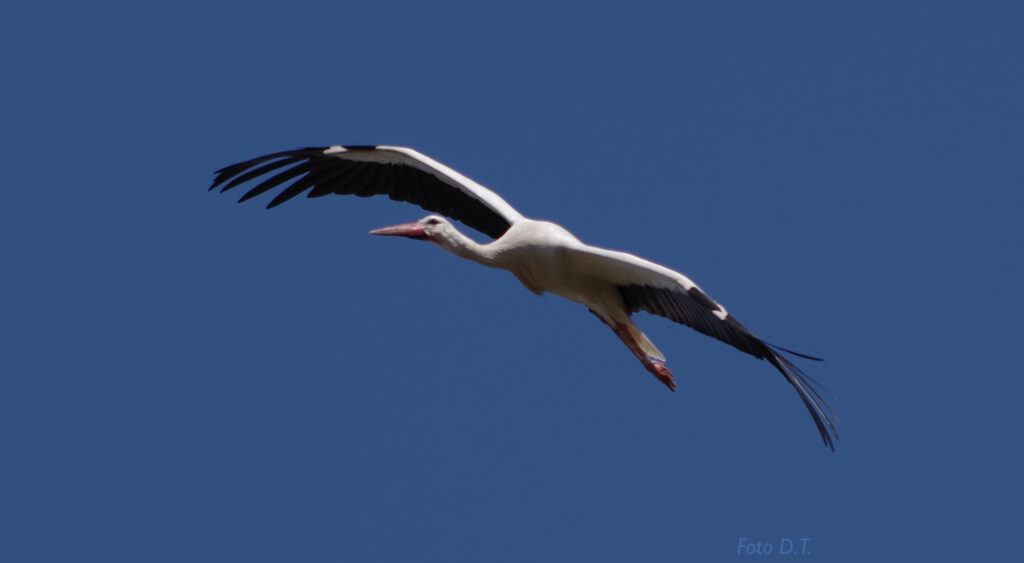 Storch