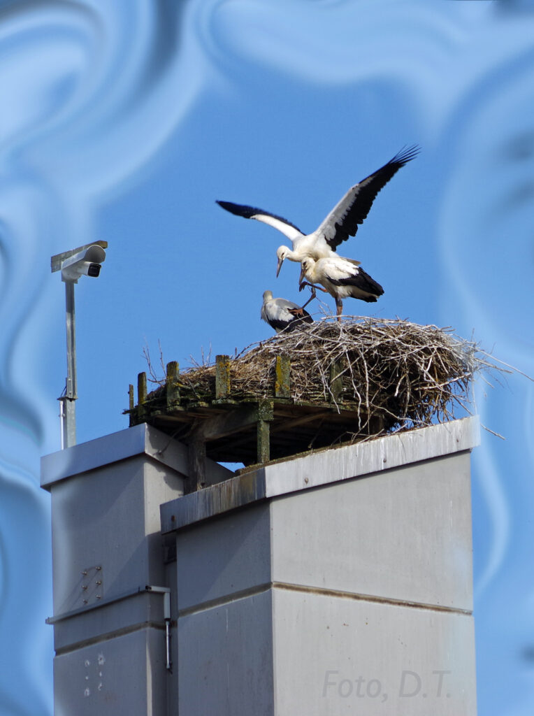 Storchennest