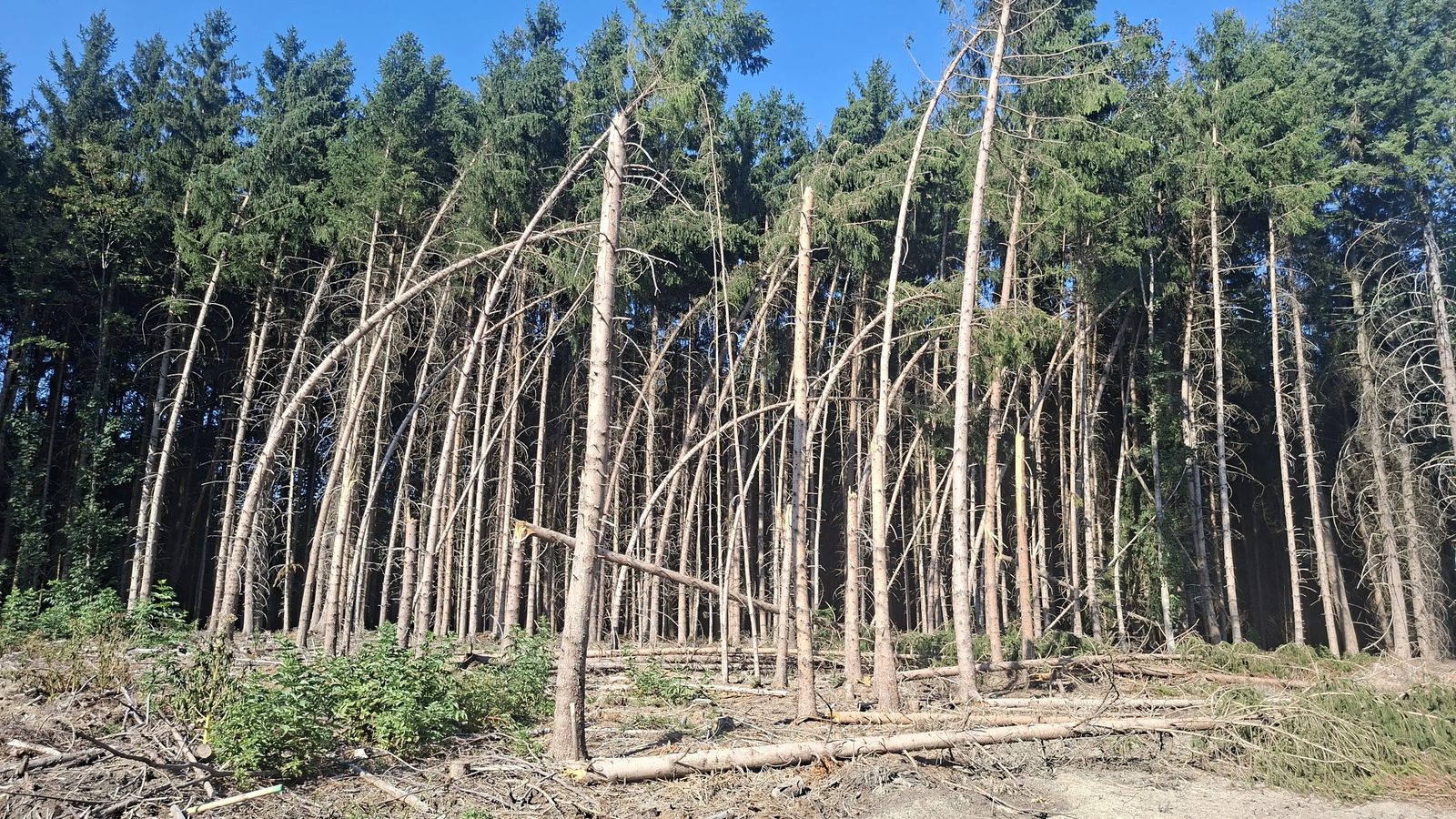 Nahaufnahme gebogener und abgebrochener Fichtenstämme am Waldrand von WEA 2